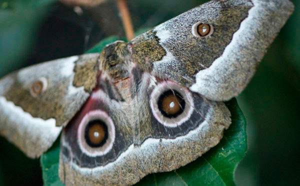 17April12 Moth 1 17April12 Moth 1