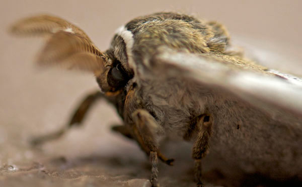 17April12 Moth Eye 17April12 Moth Eye