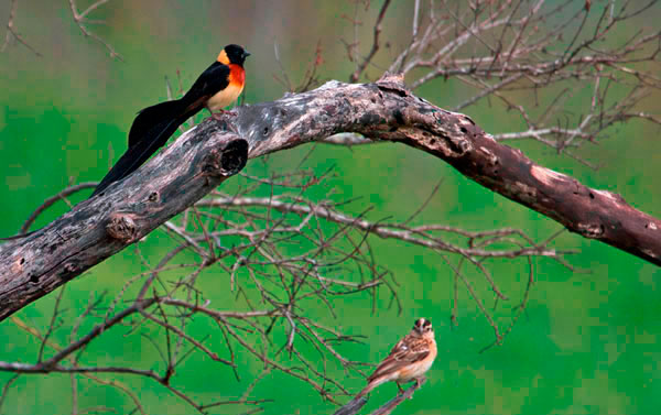215 TW Long Tailed Paradise Whydah Jaap Van Dijk1 369 215 TW Long Tailed Paradise Whydah Jaap Van Dijk1 369