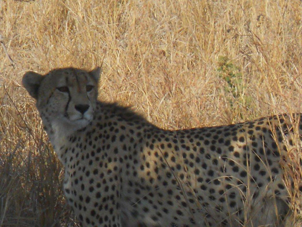22Jan13 Shannon Whitehead Cheetah 22Jan13 Shannon Whitehead Cheetah