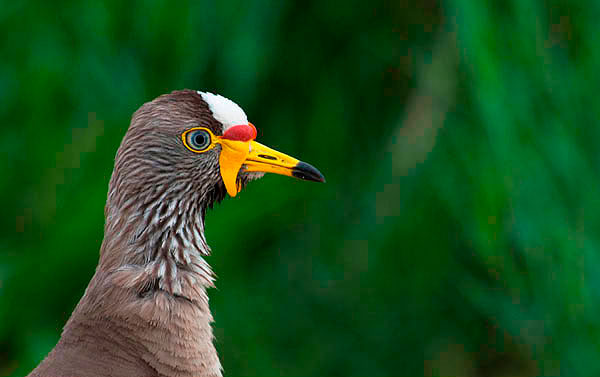 246 TW African Wattled Lapwing Jaap Van Dijk1 369 246 TW African Wattled Lapwing Jaap Van Dijk1 369