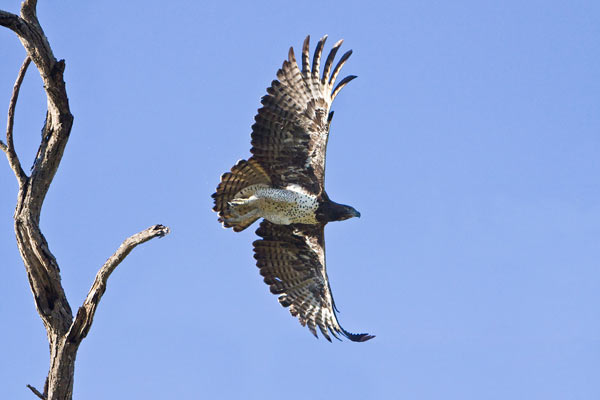 Birds 18 News Aug Birds 18 News Aug