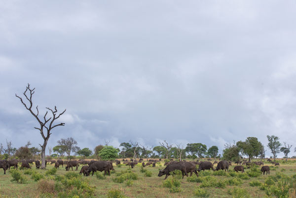 Buffaloherd Simon Buffaloherd Simon