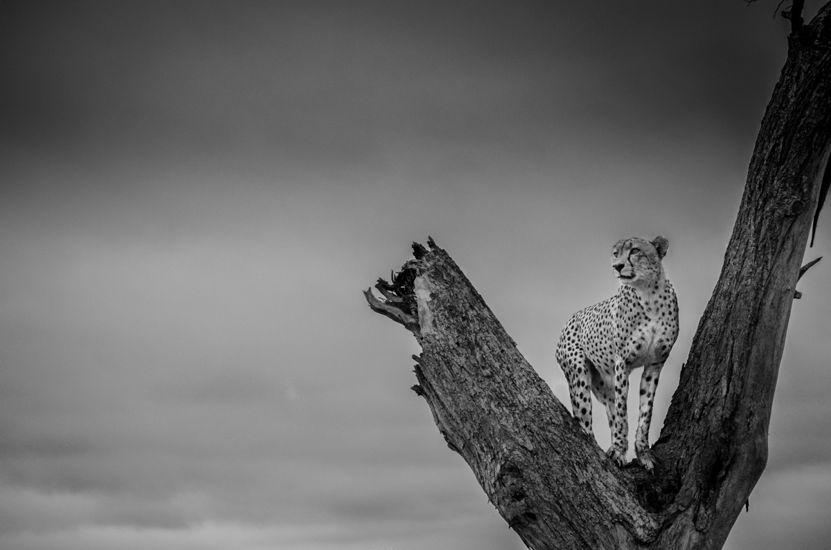 Cheetah Stare Steve Cheetah Stare Steve