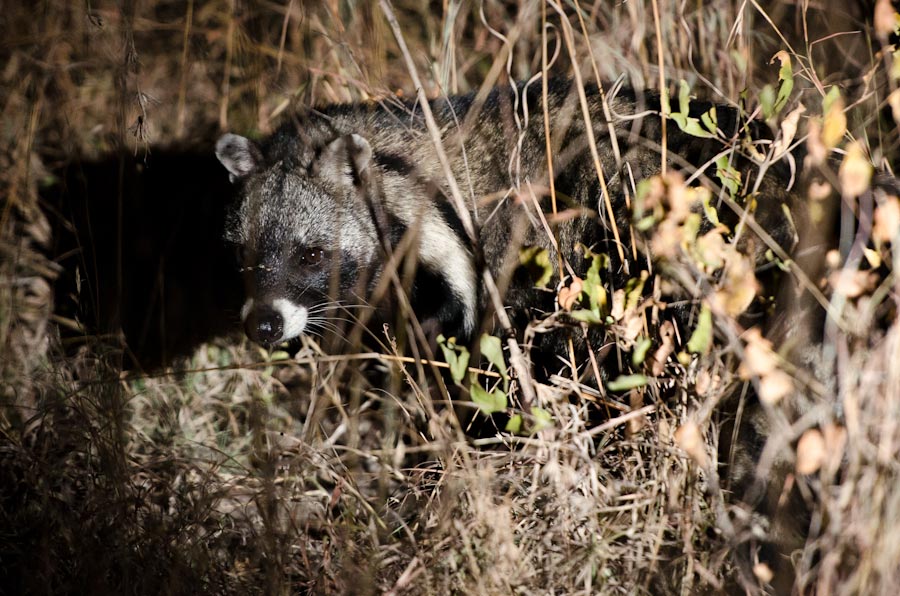 Civet Civet
