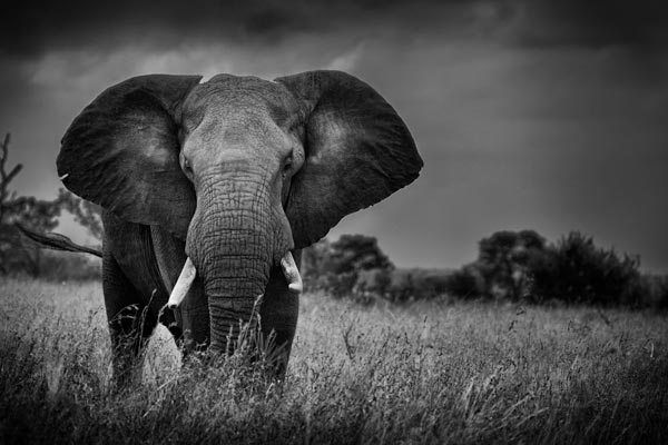 Elephant Bull Stareoff Elephant Bull Stareoff