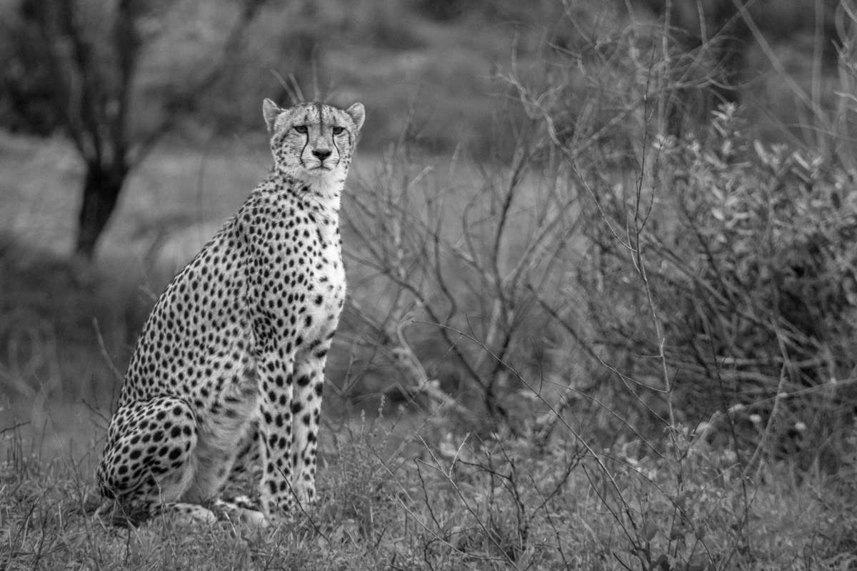 Female Cheetah Charles Female Cheetah Charles