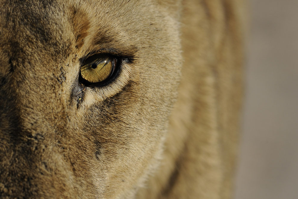 Lion 7 1 Lion 7 1