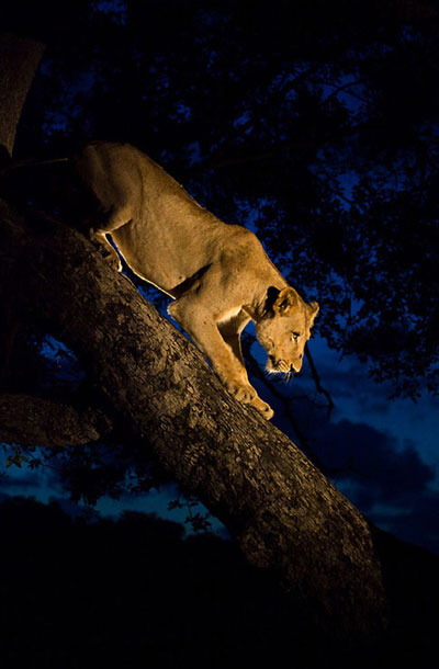 Side Light For Lioness Side Light For Lioness