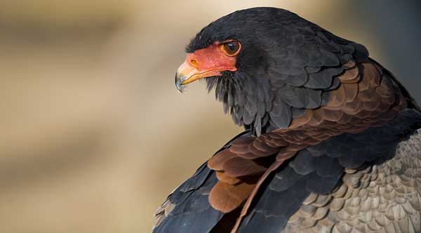 Bateleur Eagle News Bateleur Eagle News