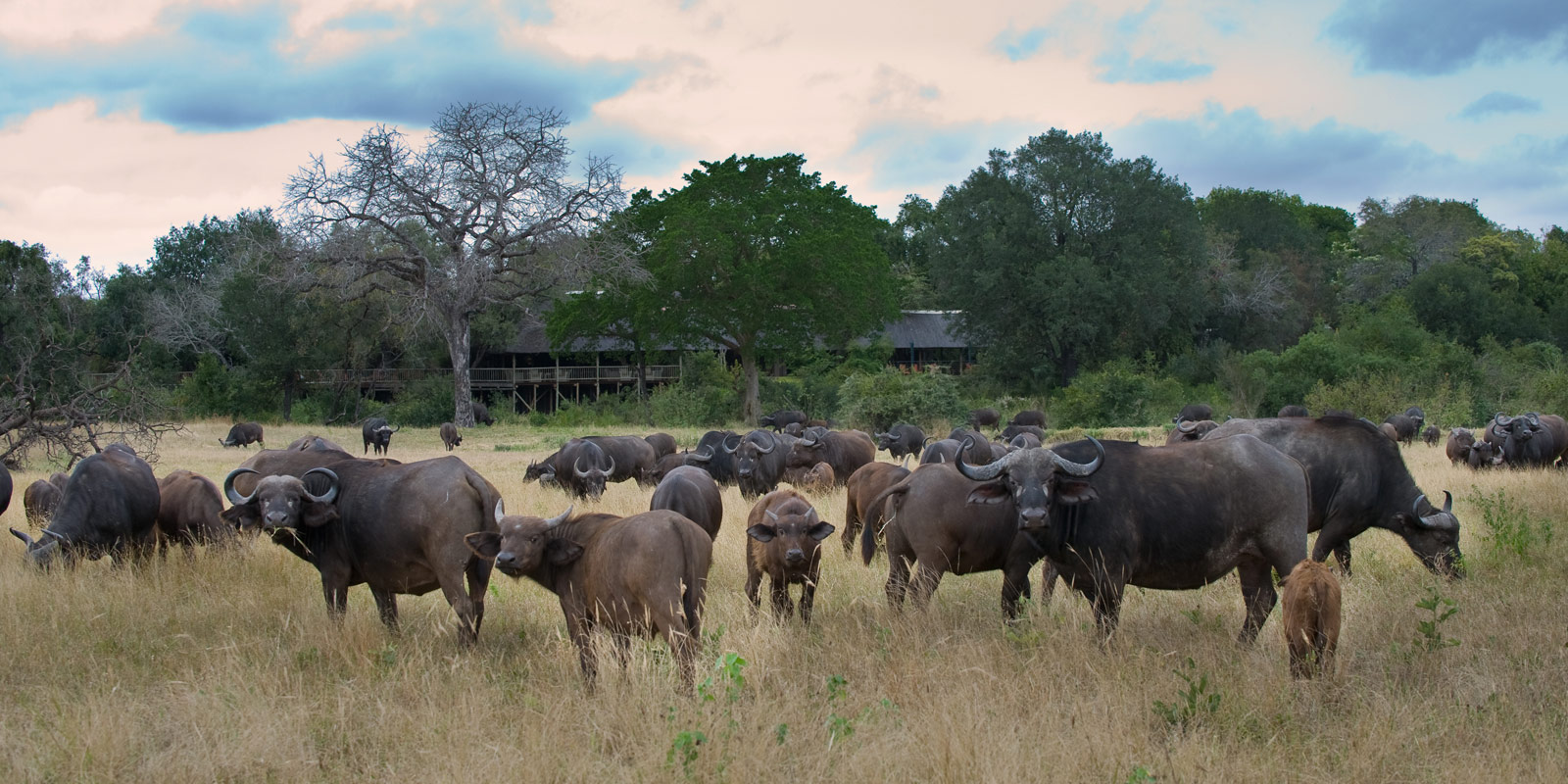 Buffaloheard Buffaloheard