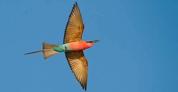 Carmine Bee Eater News Carmine Bee Eater News