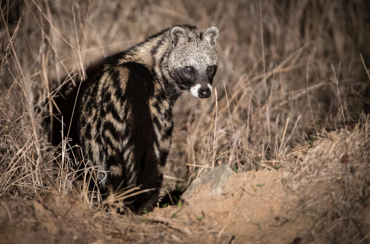 Civet.Terry Civet.Terry