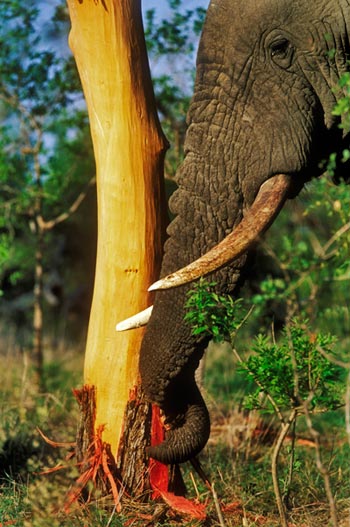 Elephant Feeding On Bark WV Elephant Feeding On Bark WV