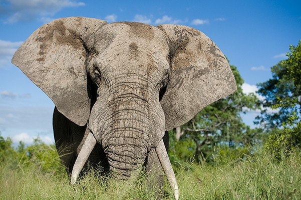 Elephantph Elephantph
