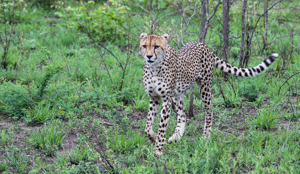 Femalecheetah1.Franna 1 Of 1 Femalecheetah1.Franna 1 Of 1