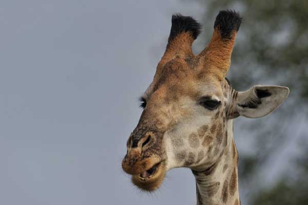 Giraffe Head Lrge Giraffe Head Lrge