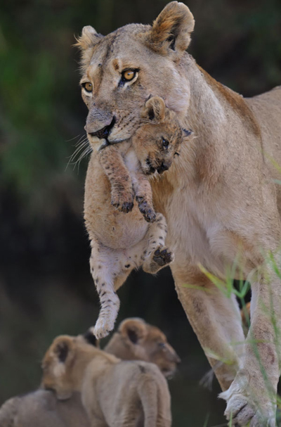 Lioness Carrying Cub Action Photography Lioness Carrying Cub Action Photography