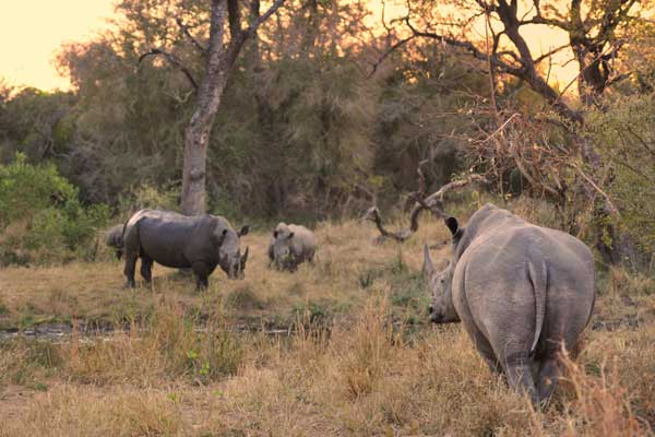 Rhino At Sabi Sabi Rhino At Sabi Sabi