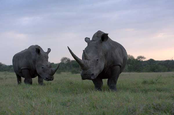 Rhino Photo Bg Rhino Photo Bg