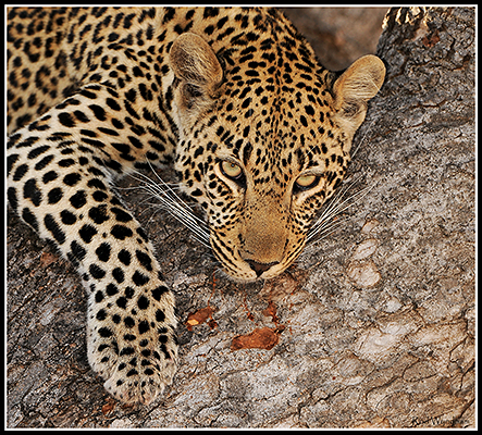 Treeleopardlrg Treeleopardlrg