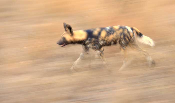 Wild Dog Blur Lrge Wild Dog Blur Lrge