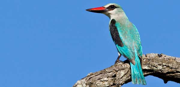 Woodlands Kingfisher News Woodlands Kingfisher News