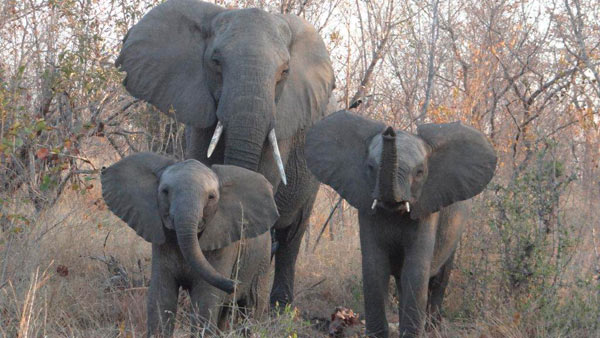 elephant while on safari at Sabi Sabi