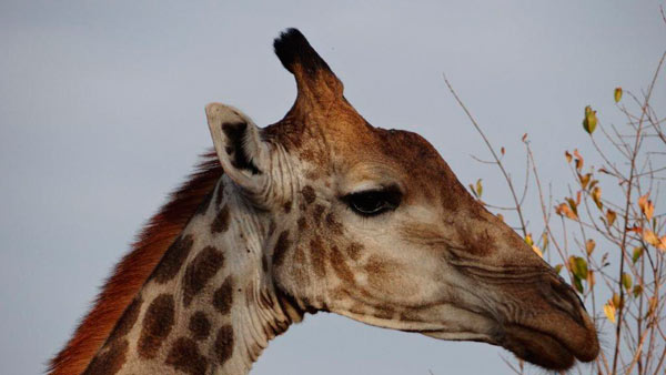 giraffe while on safari at Sabi Sabi