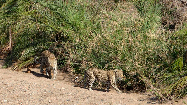 02Oct2012 Leopards 02Oct2012 Leopards