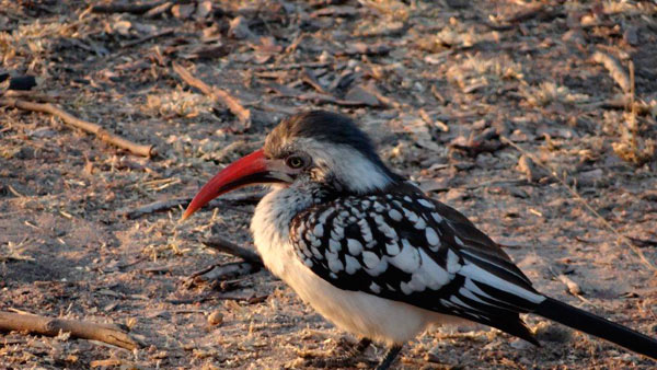 02Oct2012 Red Hornbill 02Oct2012 Red Hornbill