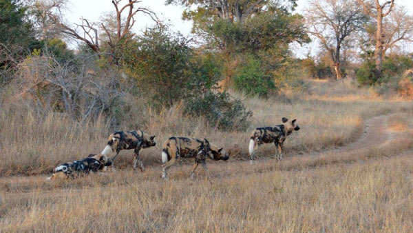 02Oct2012 Wild Dog 1 02Oct2012 Wild Dog 1