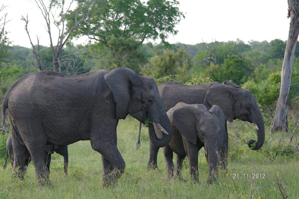 elephant at Sabi Sabi