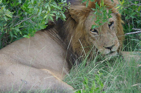 lion on safari drive at Sabi Sabi