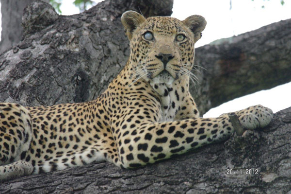 leopard on safari drive at Sabi Sabi