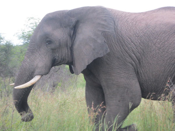 elephant wile on safari