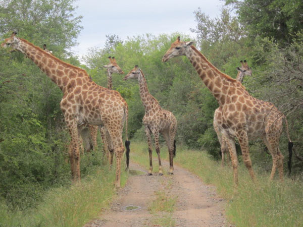giraffe while on safari at sabi sabi