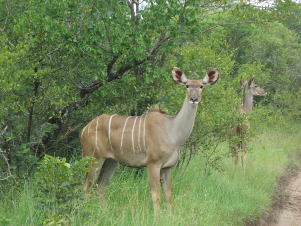 kudu while on safari at sabi sabi