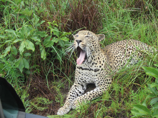 leopard while on safari at sabi sabi