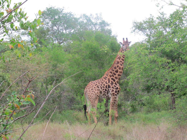 giraffe