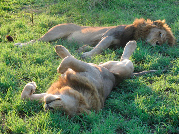 lions