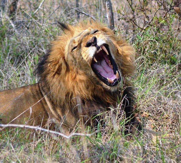 Guests on safari at Sabi Sabi Private Game Reserve see a male lion