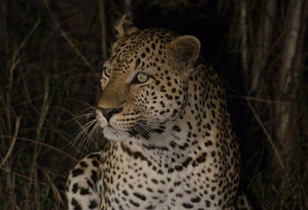 Guests on safari at Sabi Sabi Private Game Reserve see a leopard