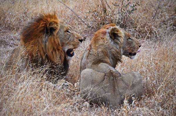 lion and lioness relaxing on safari game drive at sabi sabi