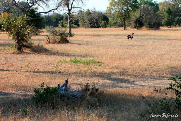 lion action while on safari at Sabi Sabi