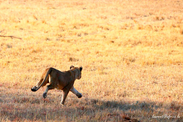 lion action while on safari at Sabi Sabi