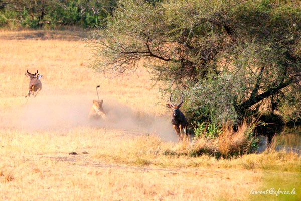 lion action while on safari at Sabi Sabi
