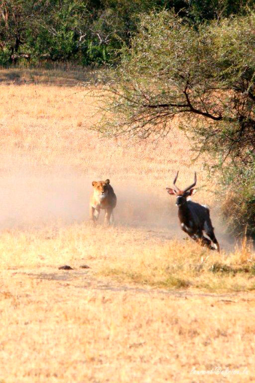 lion action while on safari at Sabi Sabi