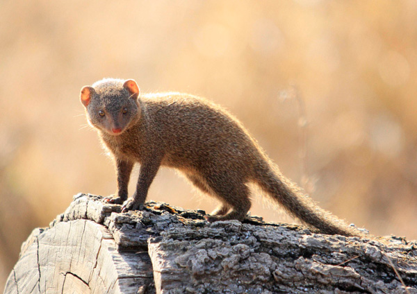 24Jan12 Dwarf Mongoose 24Jan12 Dwarf Mongoose