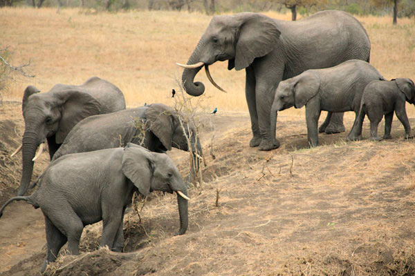 24Jan12 Elephants In Riverbed 24Jan12 Elephants In Riverbed